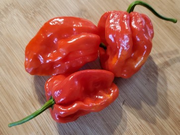 Hot Pepper ‘Red Fatalii’ Seeds (Certified Organic)