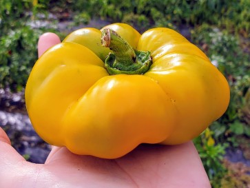 Sweet Pepper ‘Paradicsum Alaku Sarga Szentes’ Seeds (Certified Organic)