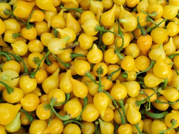 Hot Pepper ‘Biquinho Yellow’ Seeds (Certified Organic)