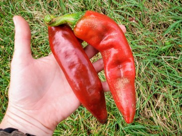 Hot Pepper ‘Big Jim Legacy’ 