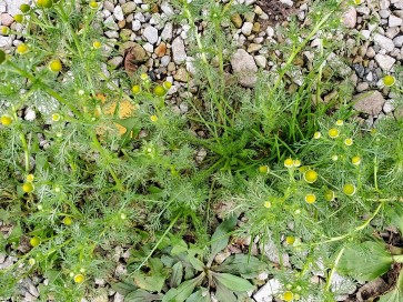 Pineapple Chamomile (Pineappleweed) Seeds (Certified Organic)