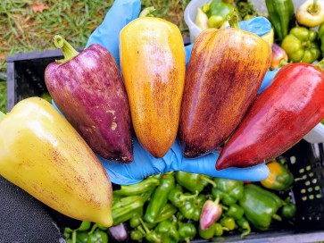 Sweet Pepper ‘Violet Sparkle' Seeds (Certified Organic)