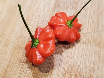 Hot Pepper 'Brazilian Starfish'