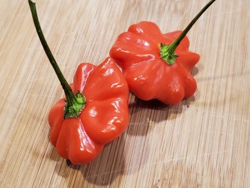 Hot Pepper ‘Brazilian Starfish' Seeds (Certified Organic)