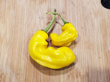 Hot Pepper ‘Yellow Peter’ Seeds (Certified Organic)