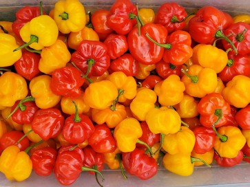 Hot Pepper ‘Red and Yellow Scotch Bonnet Mix’ 