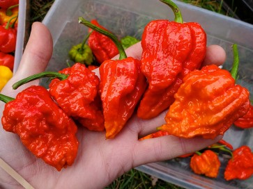 Super Hot Pepper 'Zing'