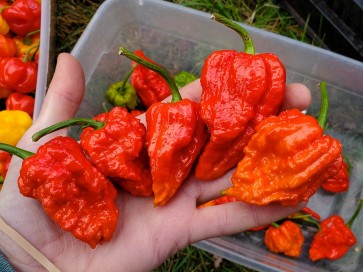 Hot Pepper ‘Zing’ Seeds (Certified Organic)