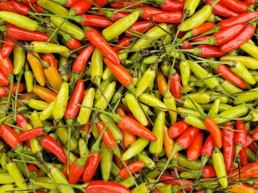 Hot Pepper 'Tabasco'