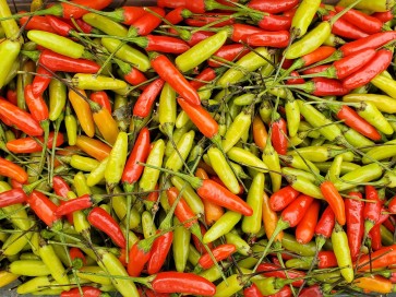 Hot Pepper 'Tabasco' Seeds (Certified Organic)