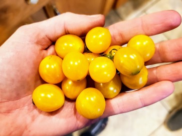 Tomato 'Blondkopfchen' 