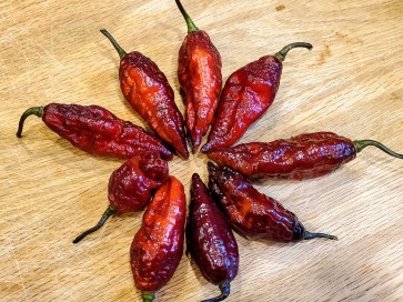 Hot Pepper 'Redgum Tiger MAMP x Chocolate Nagabrains' Seeds (Certified Organic)