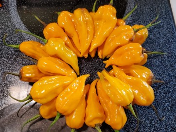 Hot Pepper ‘Fatalii’ Seeds (Certified Organic)