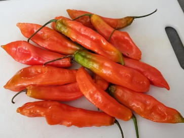 Hot Pepper 'Ghostly Jalapeno' Seeds (Certified Organic)