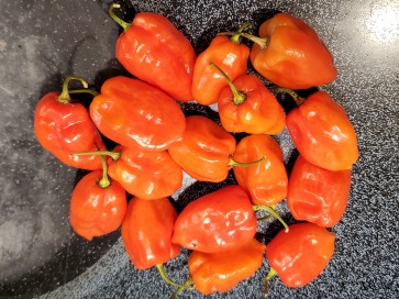 Hot Pepper ‘Tobago’ Seeds (Certified Organic)