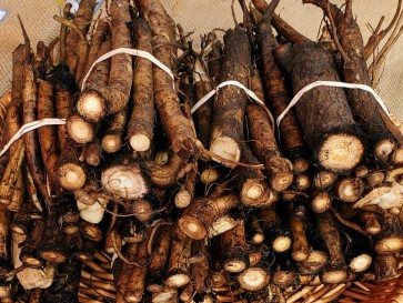 Burdock Root