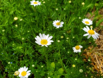 German Chamomile 