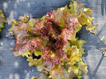 Lettuce 'New Red Fire' Seeds (Certified Organic)
