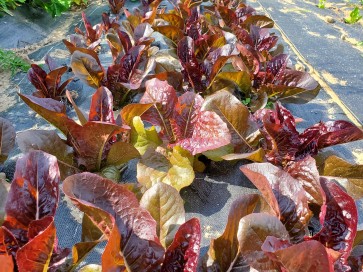 Lettuce 'Red Romaine' Seeds (Certified Organic)