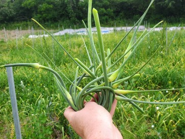 Garlic Scapes
