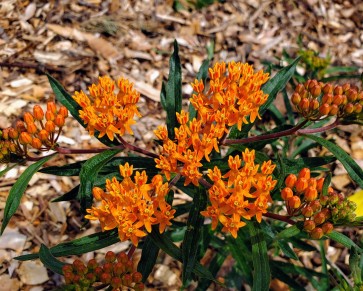 Butterfly Milkweed AKA Orange Milkweed Seeds (Certified Organic)