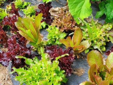 Lettuce 'Valentine Mix' Seeds (Certified Organic)