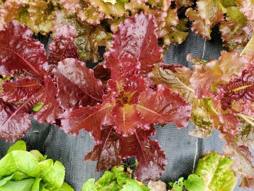 Lettuce 'Lolla Rossa' Seeds (Certified Organic)