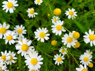 German Chamomile Seeds (Certified Organic)