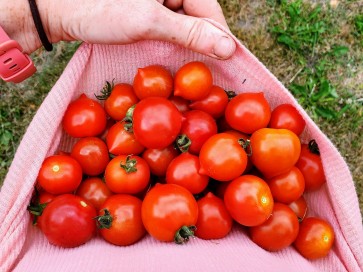 Tomato 'Goodhearted' Seeds (Certified Organic)