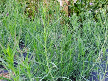 Pepicha AKA Chepiche Seeds (Certified Organic)