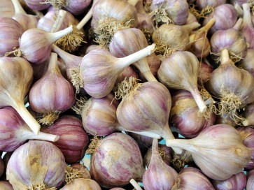 Certified Organic Purple Glazer Culinary Garlic Harvested on our Farm - 4 oz. Bag