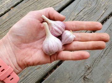 Certified Organic Chesnok Red Culinary Garlic Harvested on our Farm - 4 oz. Bag