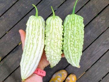 White Bitter Melon Seeds (Certified Organic)