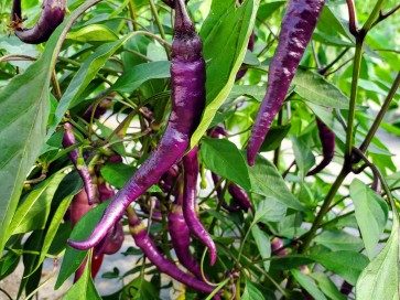 Hot Pepper ‘Buena Mulata' Seeds (Certified Organic)