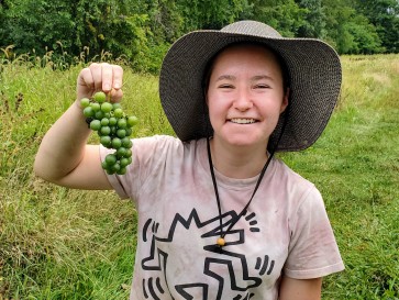 Grape 'Niagara' Seeds (Certified Organic)