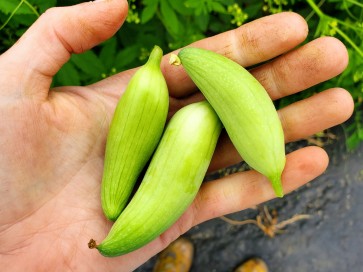 Caigua / Slipper Gourd Seeds (Certified Organic) 