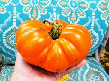Tomato 'Amana Orange' Seeds (Certified Organic)