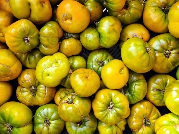 Tomato 'Moldovan Green' 