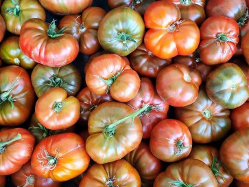 Tomato 'Large Barred Boar' 