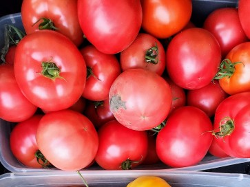 Tomato 'Eva Purple Ball' Seeds (Certified Organic)