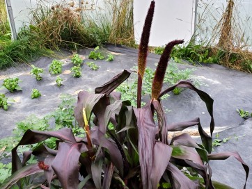 Ornamental Purple Millet Seeds (Certified Organic)