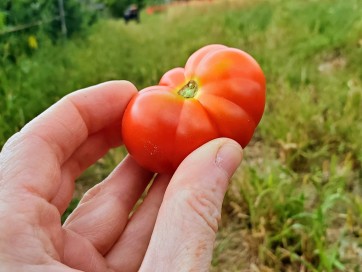 Tomato 'Santorini' 