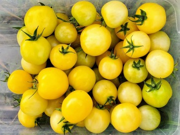 Tomato 'Dr. Carolyn' Seeds (Certified Organic)
