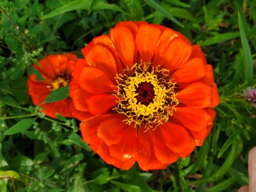 Zinnia 'Benary's Giant Deep Red' Seeds (Certified Organic)