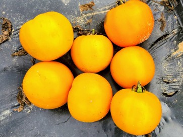 Tomato 'Amish Yellow'