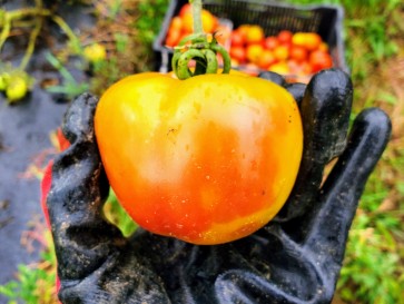 Tomato 'Old German' 