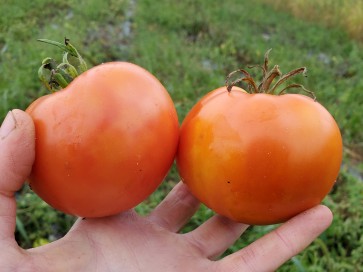 Tomato 'Sioux' 