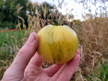 Tomato 'White Zebra' AKA 'Blonde Boar' Seeds (Certified Organic)