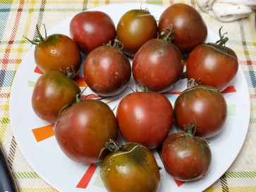 Tomato 'Tamara's Sweet Brown' Plant (4" Pot, single)