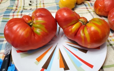 Tomato 'Cuore de Toro Beefsteak Cross' AKA 'Bull's Heart' Seeds (Certified Organic)